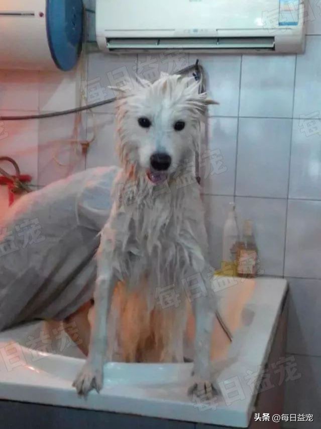 萨摩耶被当成肉狗卖掉，路人巧妙将它带走，回家一洗漂亮极了