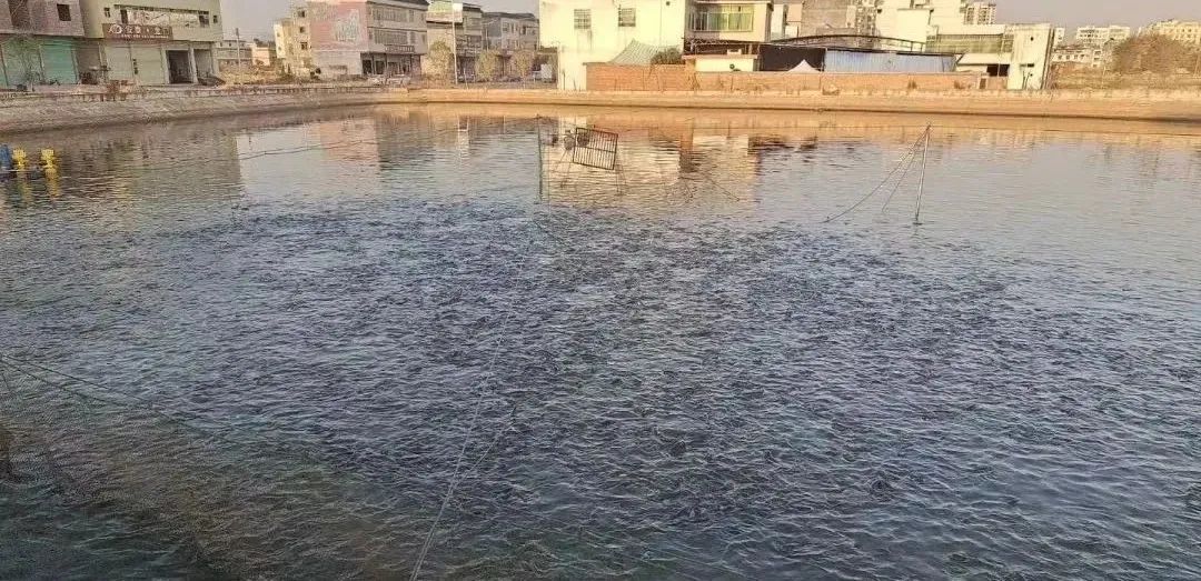 加州鲈虹彩病毒感染后多久发病,加州鲈感染虹彩病毒死亡快不快