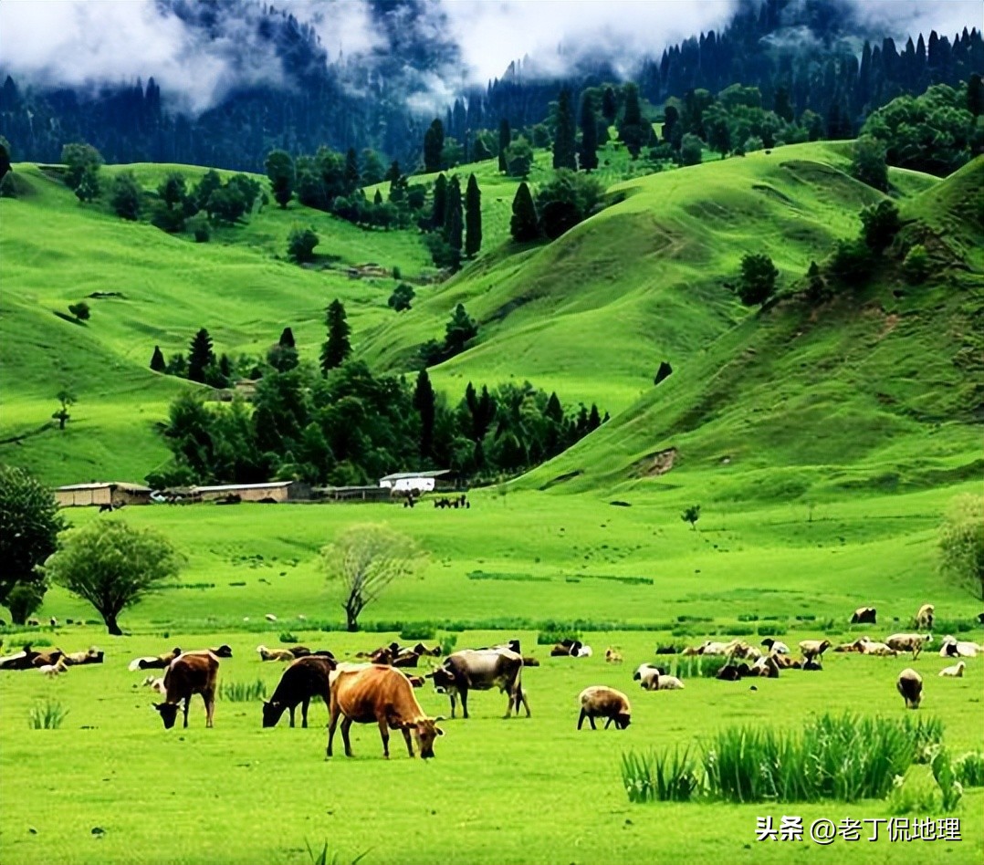 世界杯巡礼哥斯达黎加,阿根廷雄鹰潘帕斯世界杯