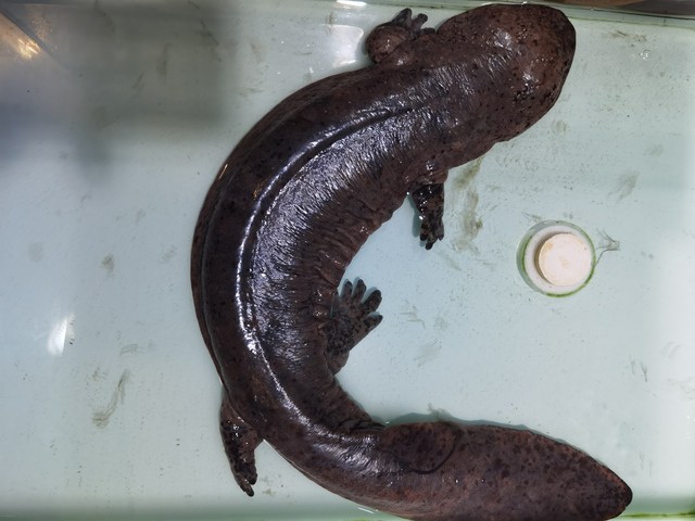 养100只娃娃鱼一年能挣多少钱,养娃娃鱼赚不赚钱