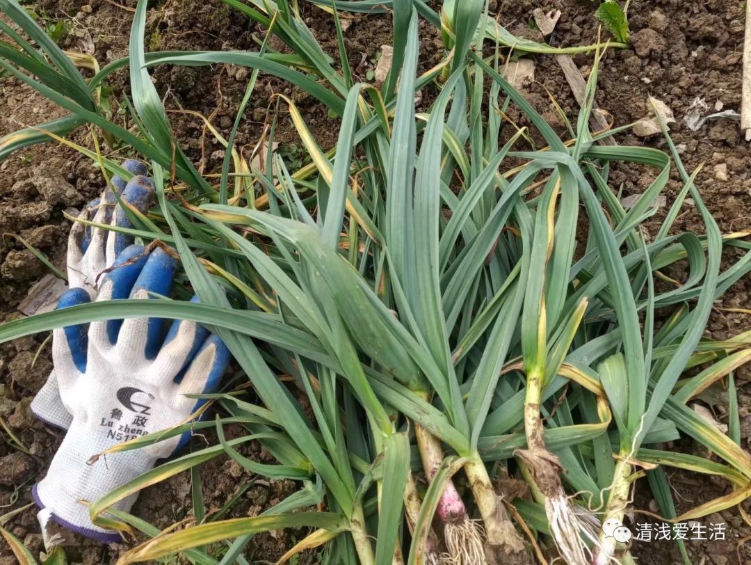 种植大蒜买什么样的大蒜好视频,红皮大蒜种植对气候要求高吗