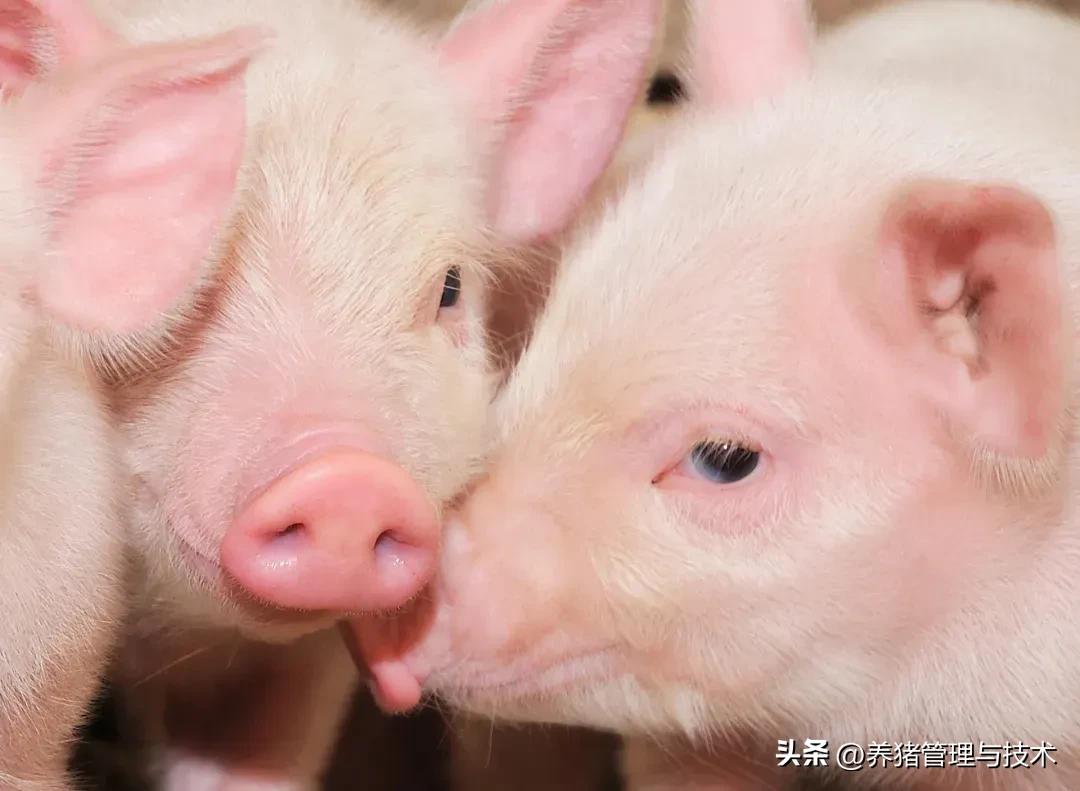 卡巴匹林钙在养猪生产中的运用技术