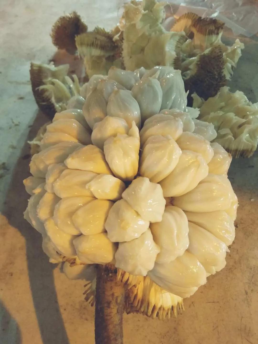 沙巴有哪些风景,沙巴最好玩的景点