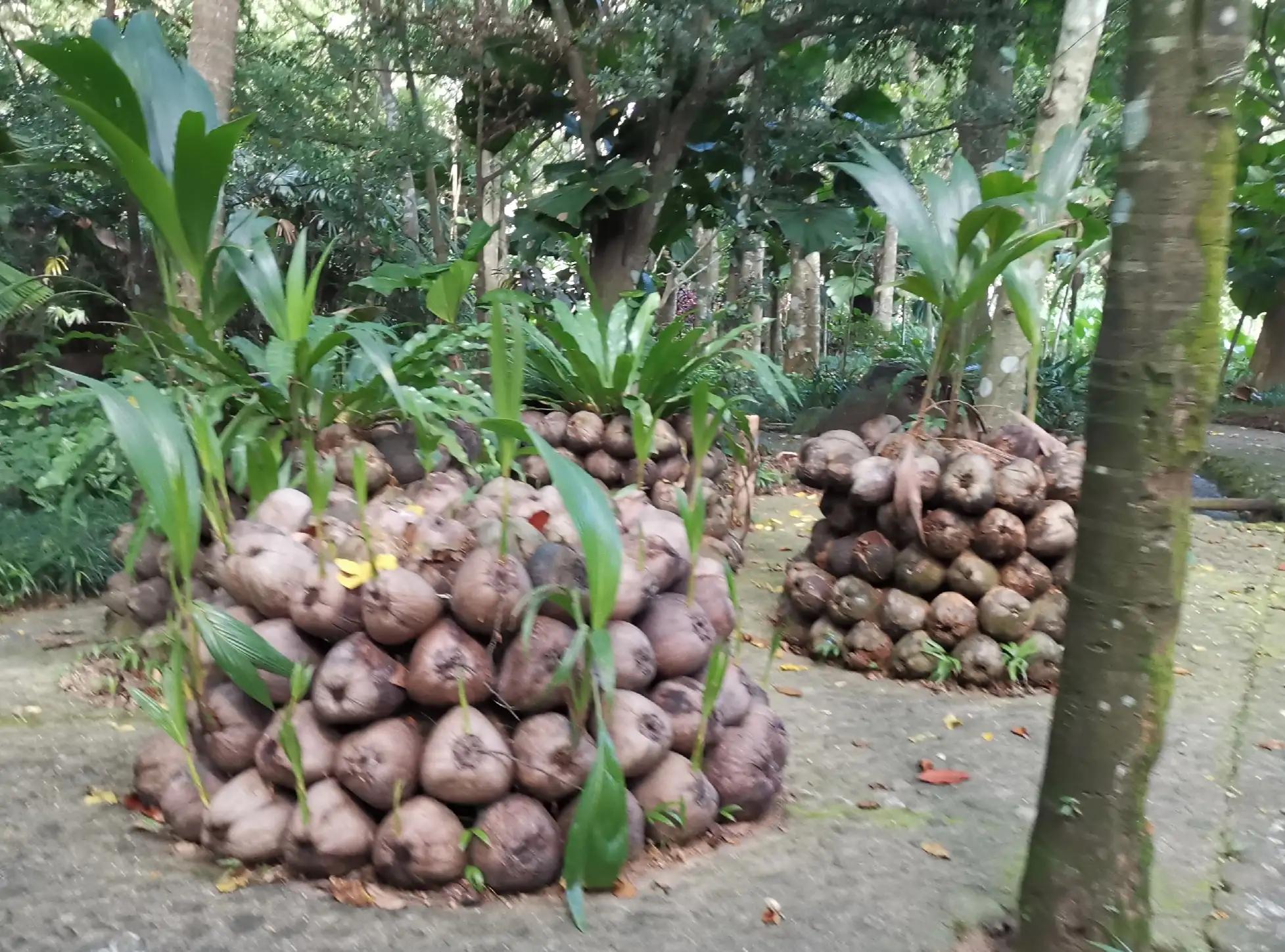 兴隆热带植物园攻略,兴隆热带植物园一日游