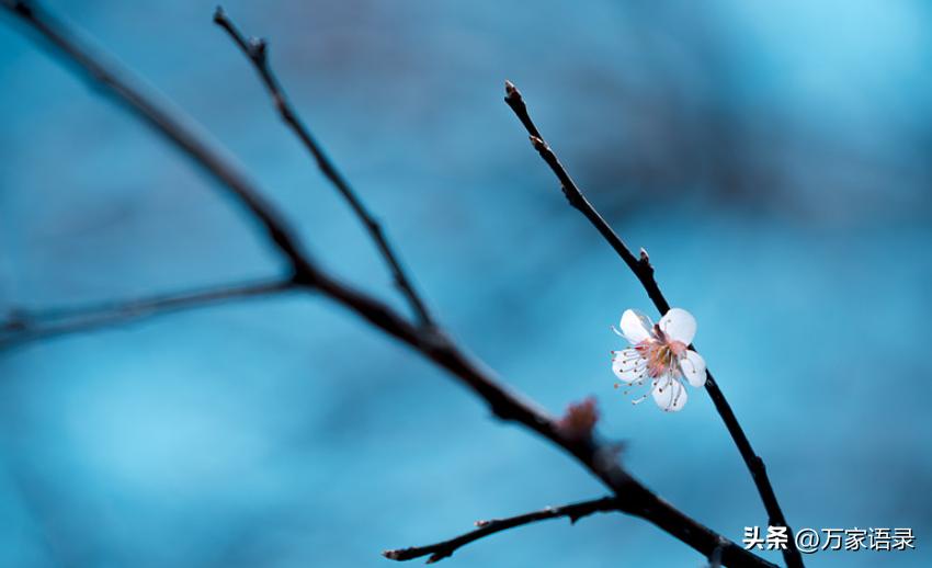 张爱玲《怨女》经典语录-漂亮有什么用处