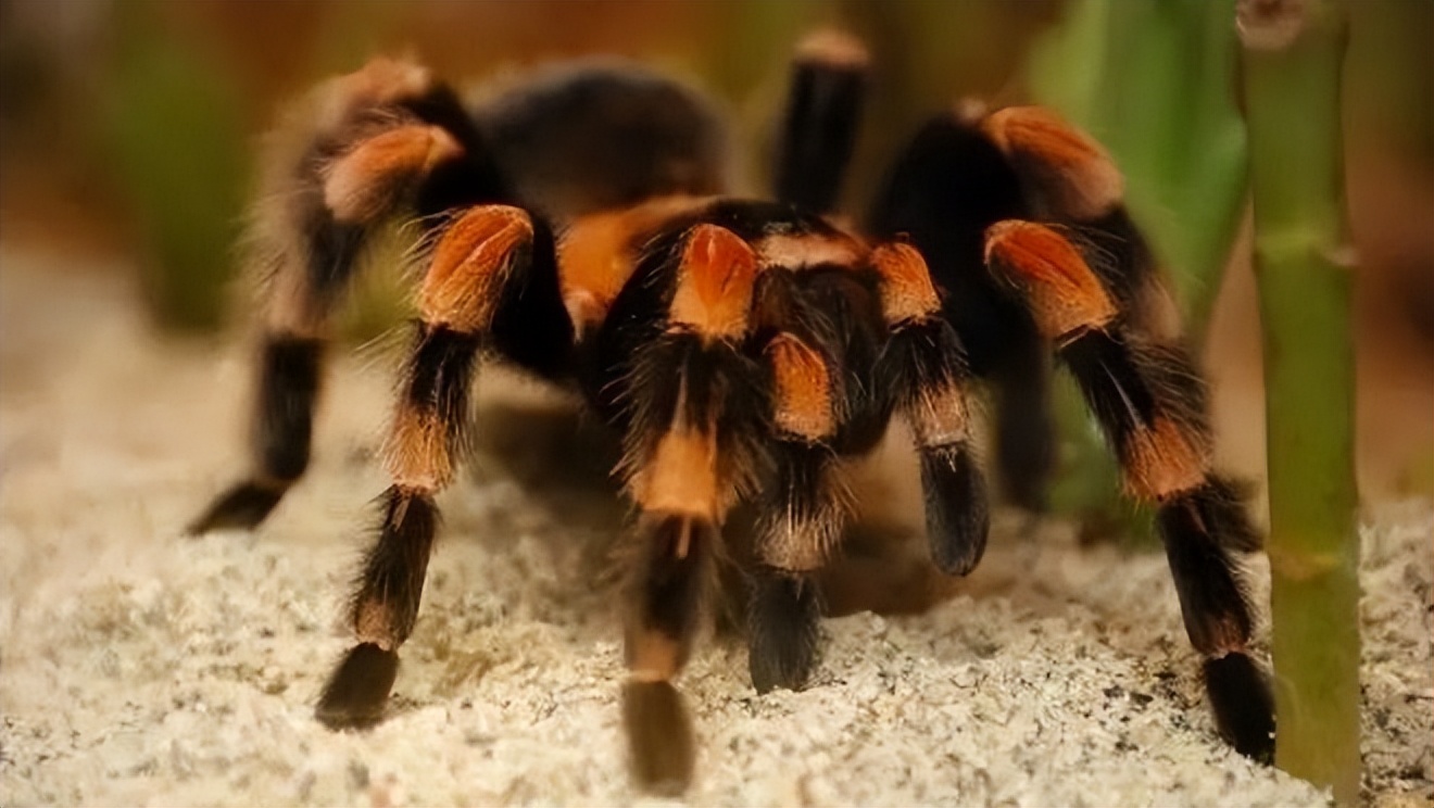 10种奇特的宠物,最有灵性的五种宠物你最想养哪个