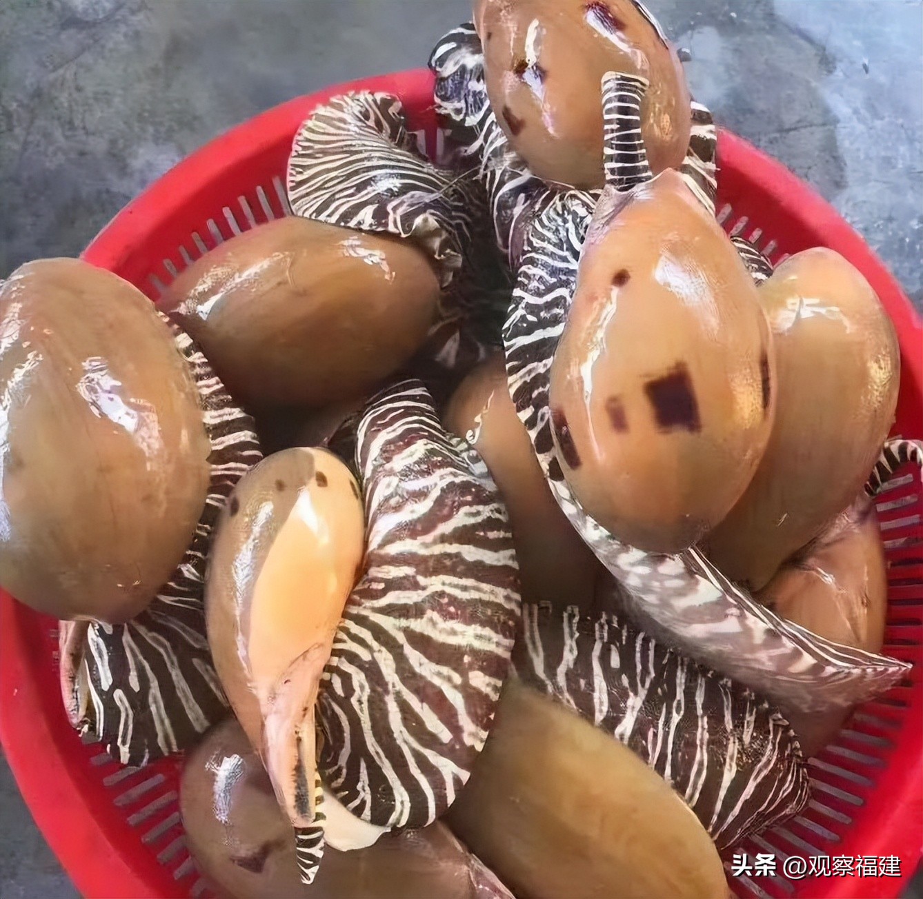 诏安秋天吃什么海鲜,福建各种海鲜图片大全