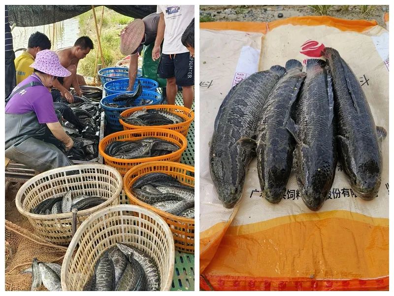 学生党养鱼新手入门技巧,养鱼技术与饲料配方大全