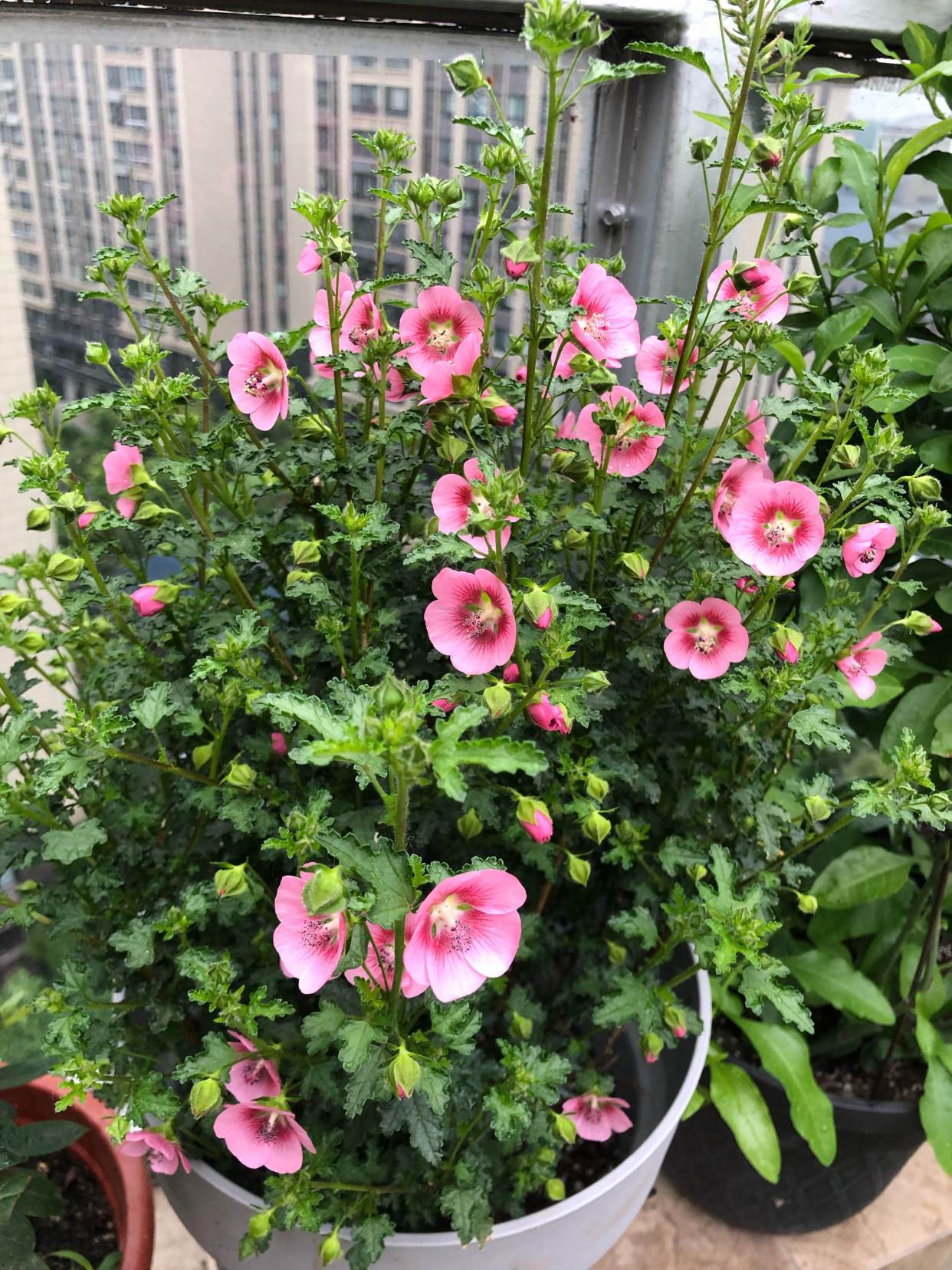 养水牛种什么草最好养,高温下雨后养兰花