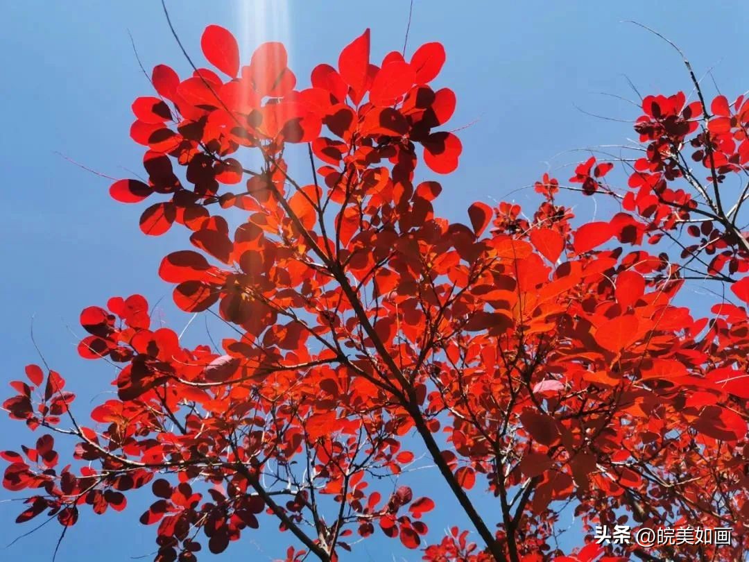 安徽大学好看的风景,高校最美秋景