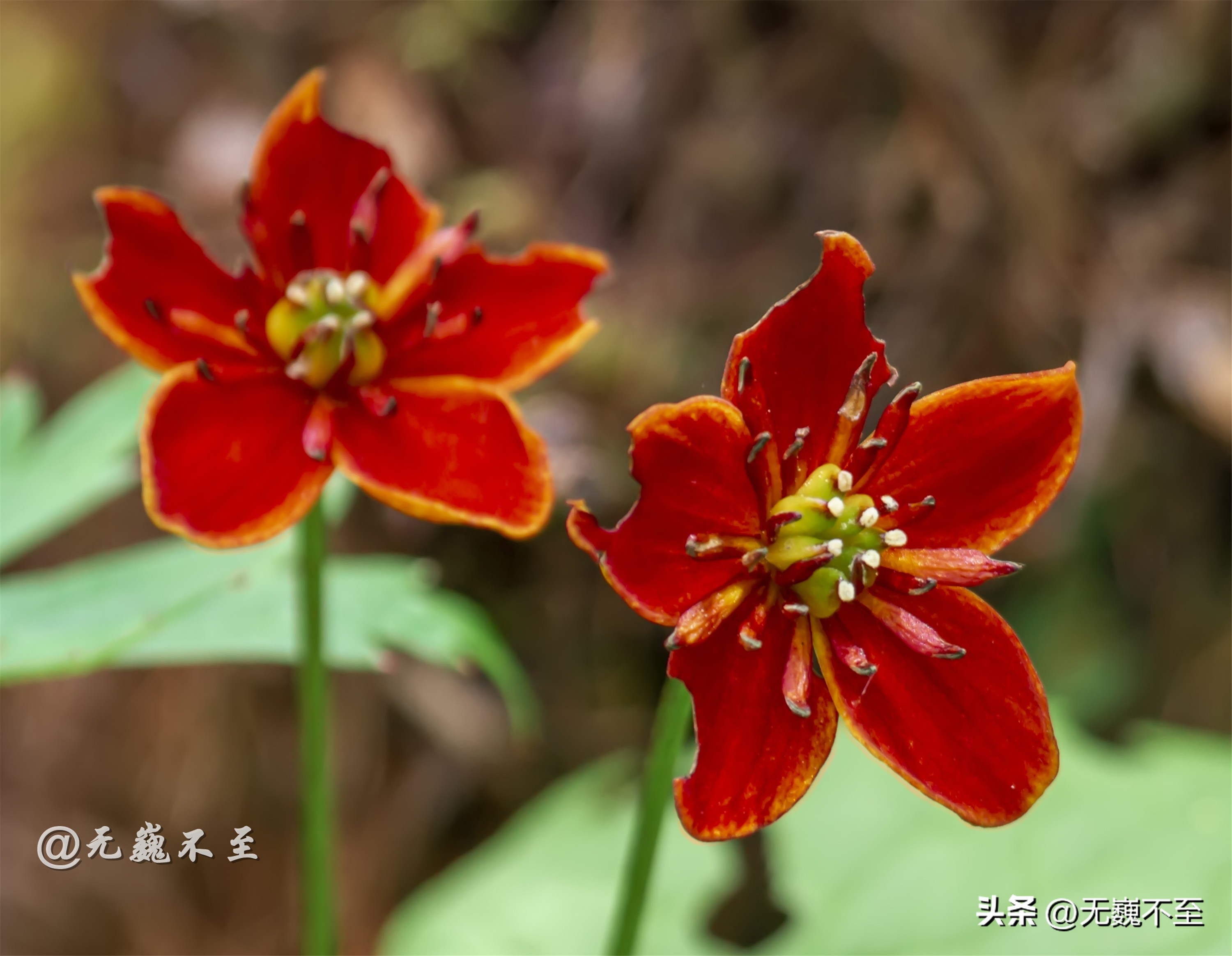 九顶归来不看花，但是这些花名你知道吗？科普一下不就认识啦