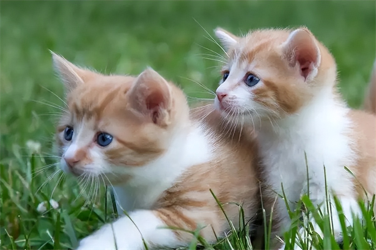 普安特的宠物药怎么样,普安特猫咪掉毛