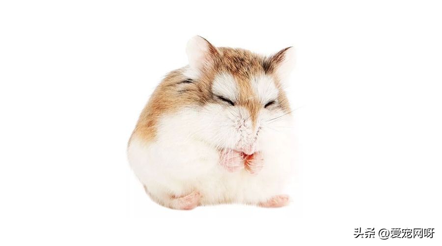 仓鼠布丁是什么品种,仓鼠品种大全及图片真实