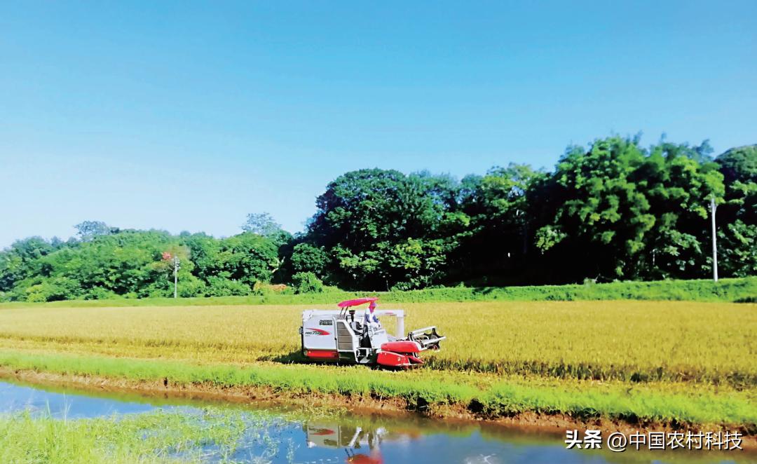 农业观察｜全面推进乡村振兴专题研究②保障粮食安全重在充分调动农民种粮积极性