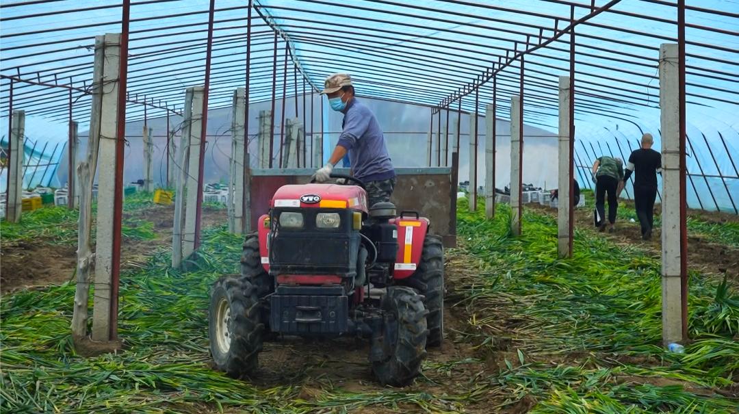 种植生姜能致富吗,种植生姜致富新亮点
