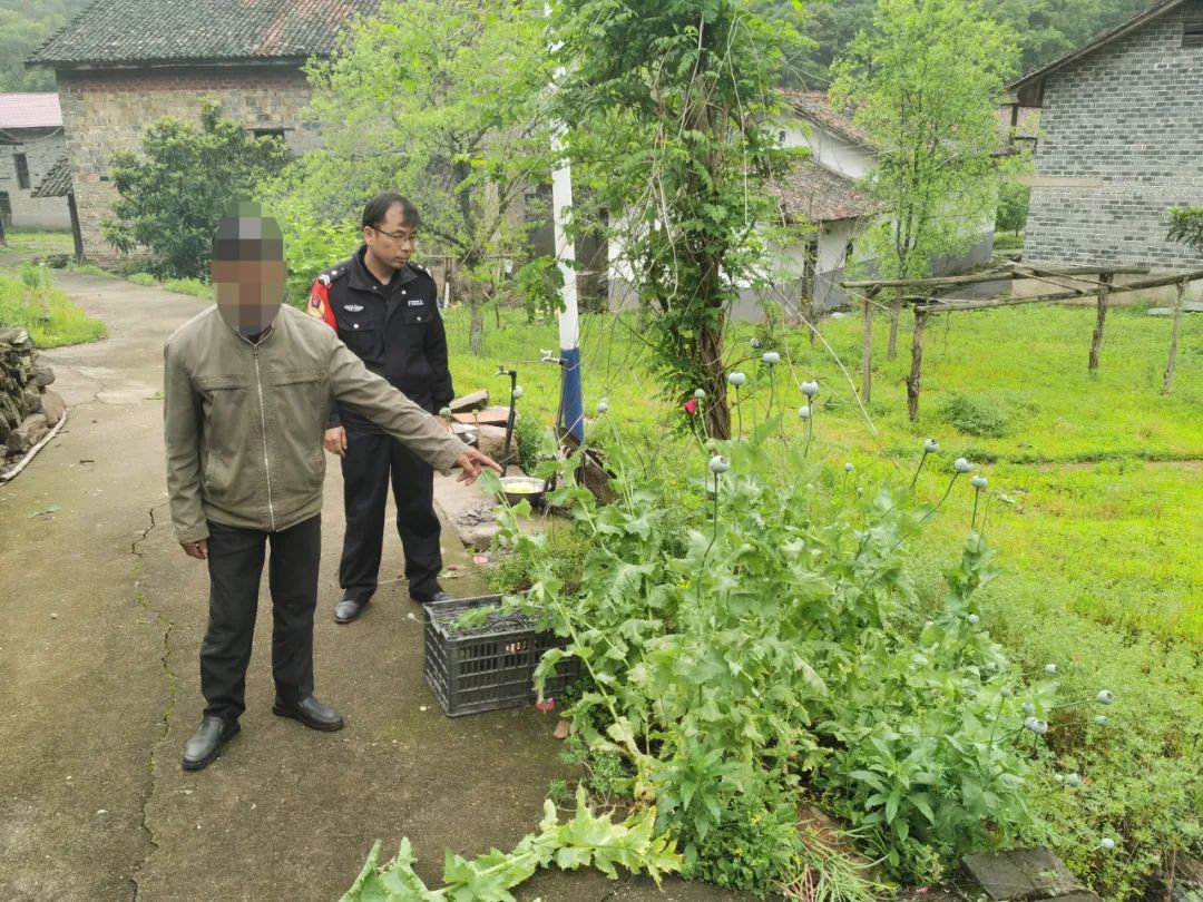 警惕！这个不是菜，一棵不能栽！安义警方查获......