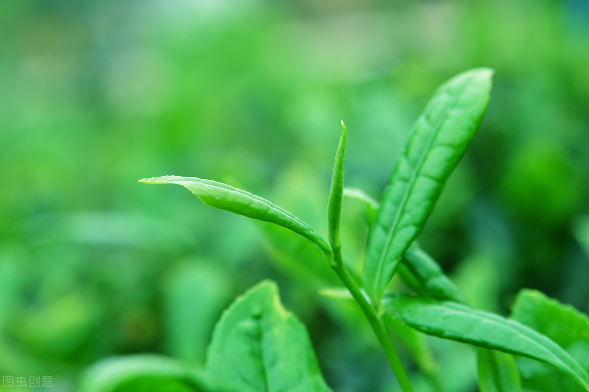 茶心普洱,茶心和茶碎