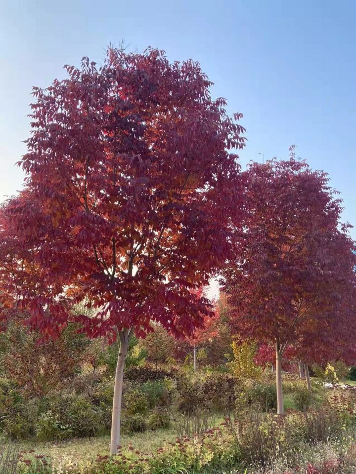 庭院种植什么树名贵,种植哪种树值钱