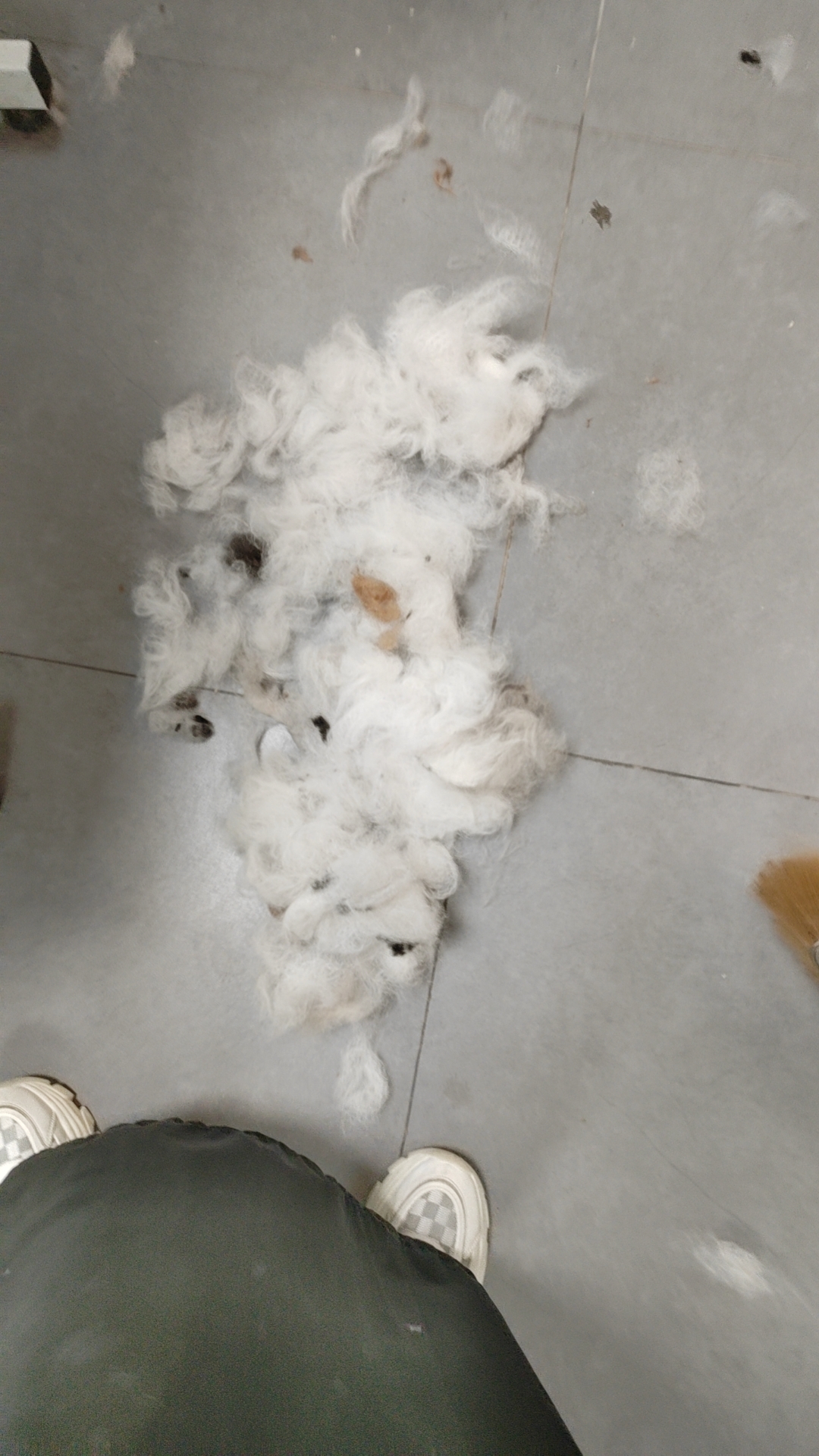 猫咪洗澡后掉毛严重怎么回事,猫咪洗澡后掉毛严重怎么解决