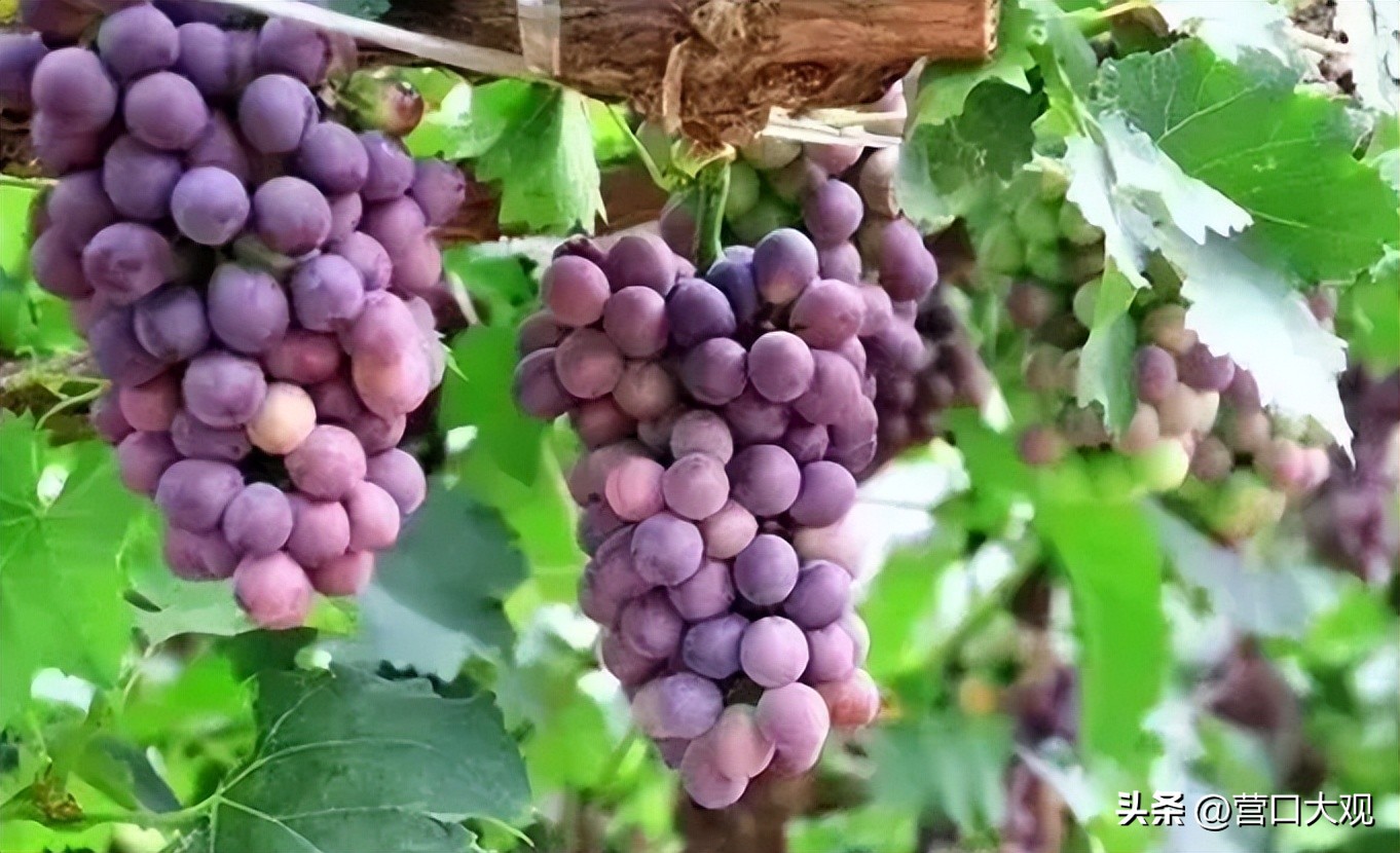 盖州市带货直播,盖州特产电商直播