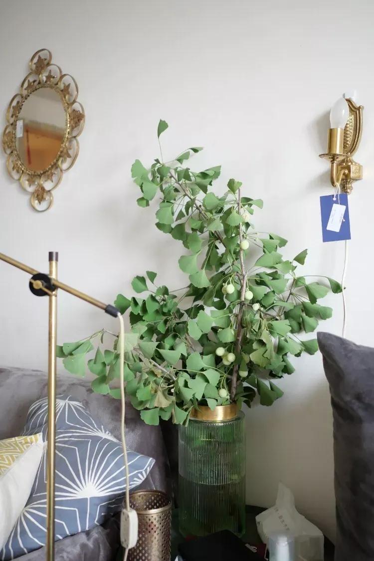 客厅实用盆栽植物有哪些,客厅一般放什么植物盆栽比较好