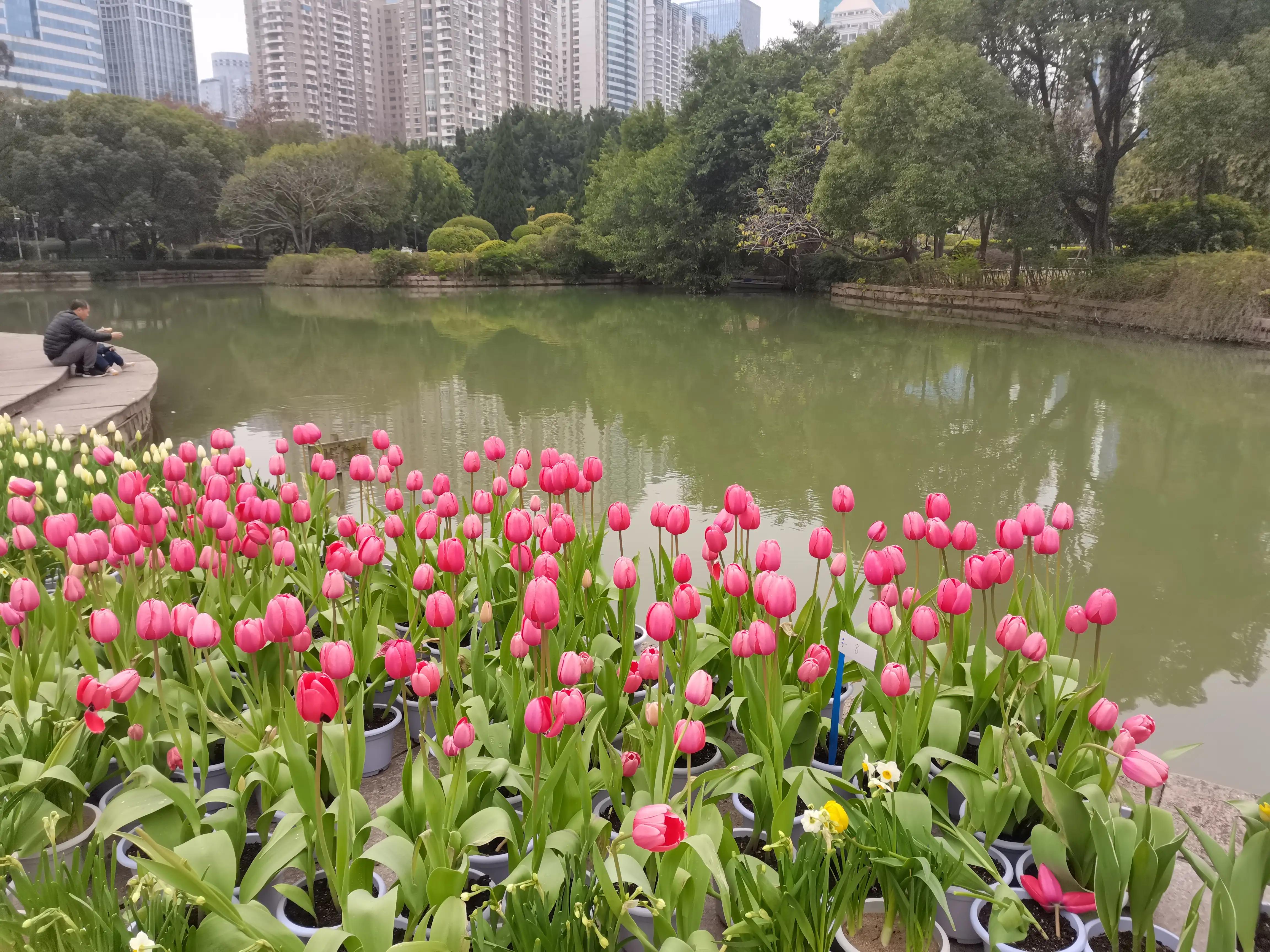 福州郁金香温泉公园,福州花海公园郁金香