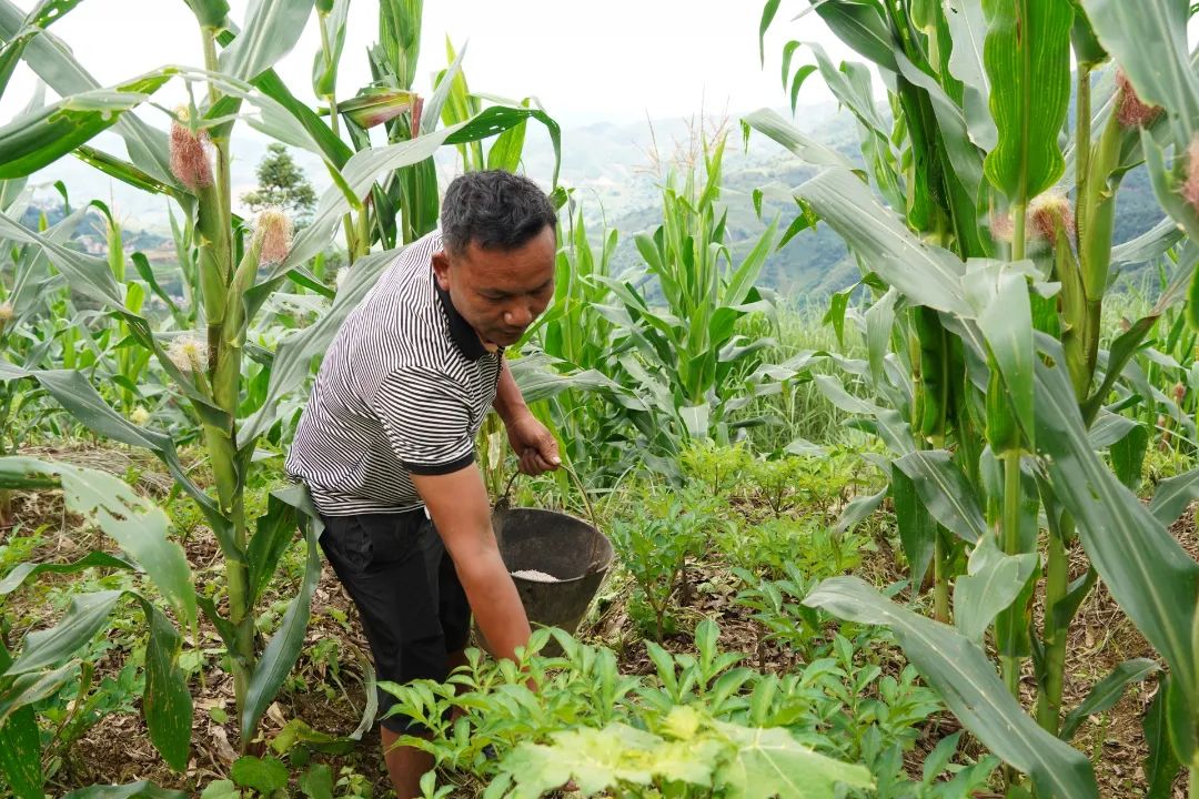 「强国复兴有我」看绿春最强创业搭档，将“小魔芋”变身“金疙瘩”