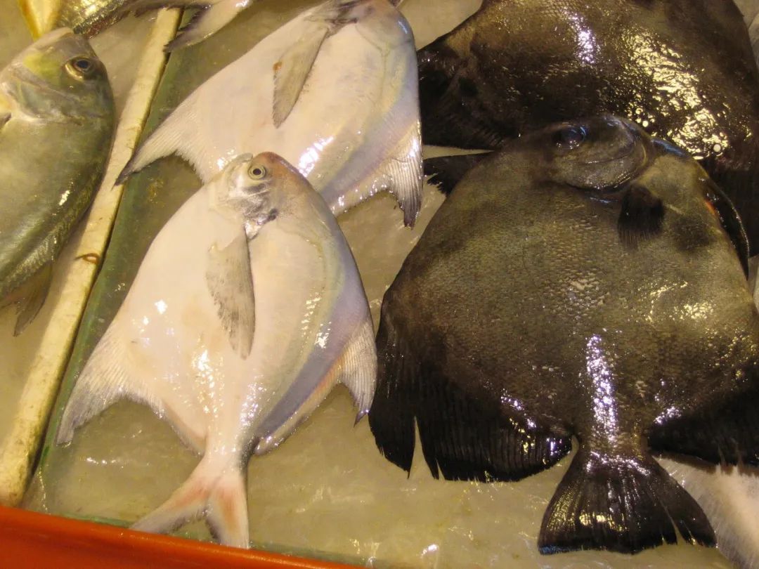 这道著名海鲜你可能吃过，但不太可能见过它死前真面目