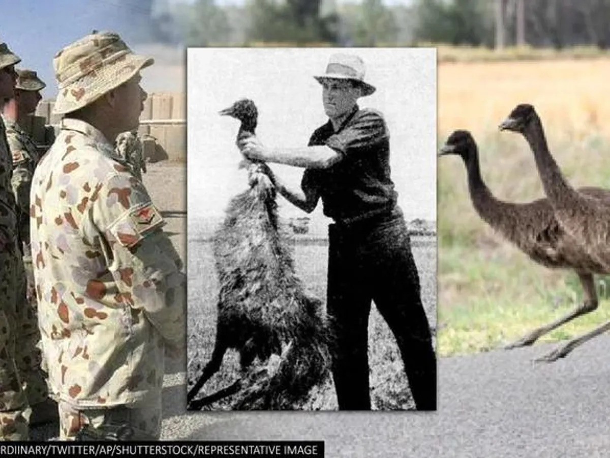 澳大利亚与鸸鹋的战争伤亡多少人,澳军大战鸸鹋