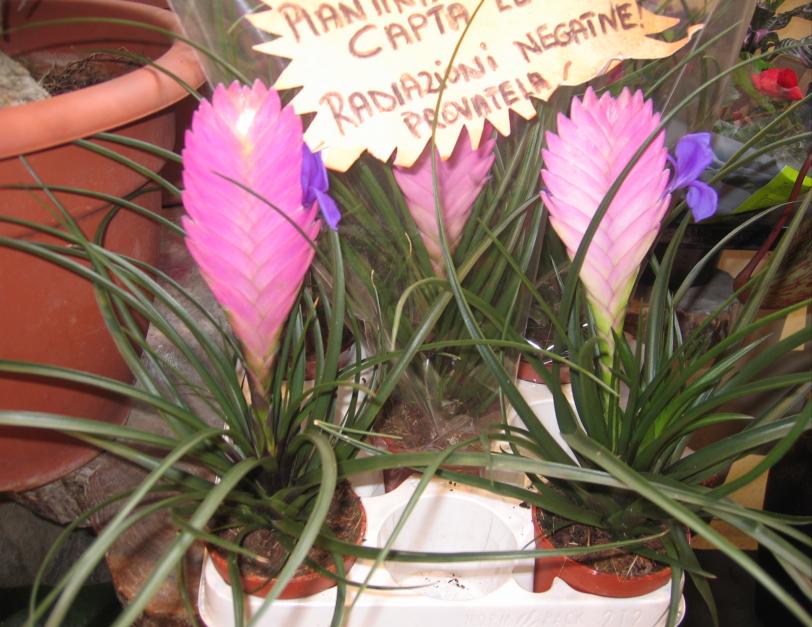 我意大唐,我意大利语