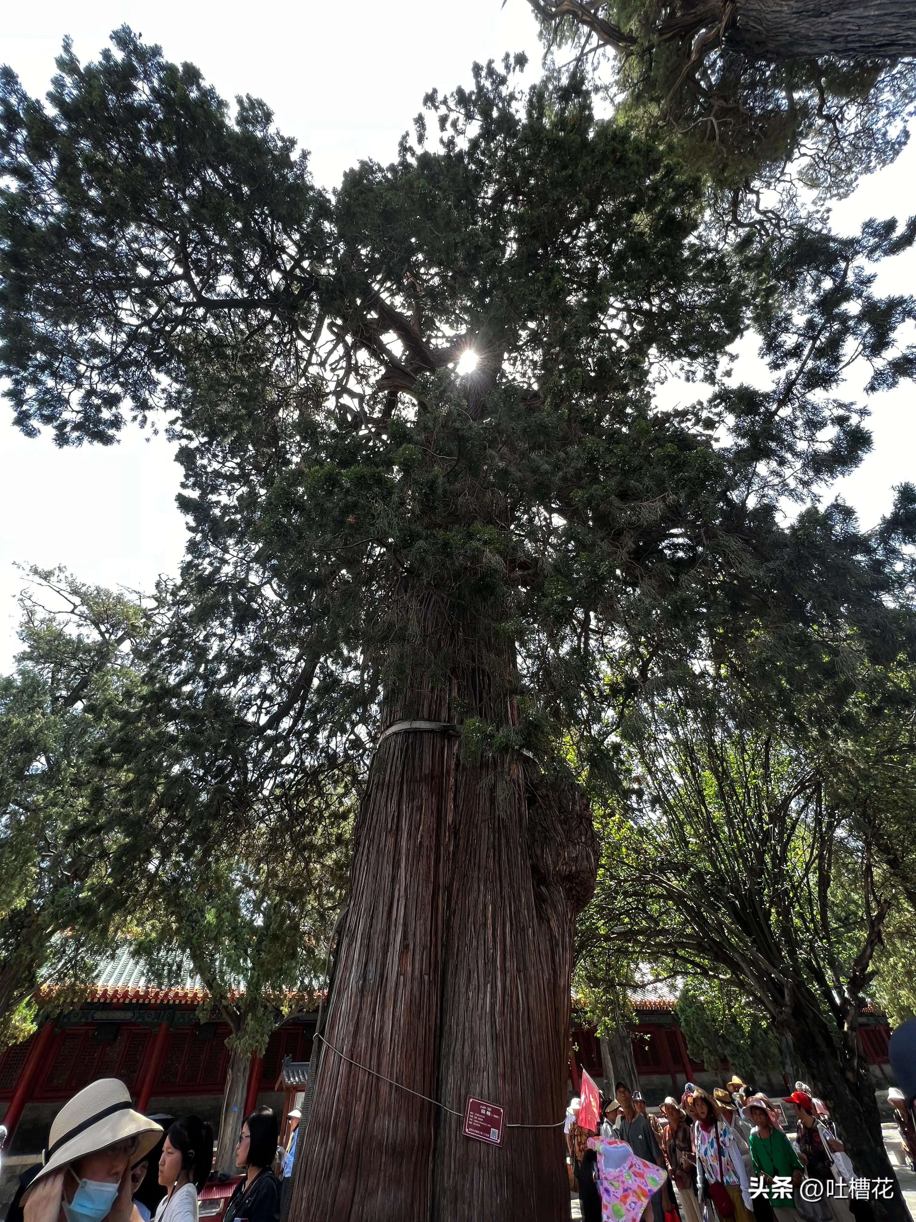 37℃，高温下逛完孔庙，孔子姓啥