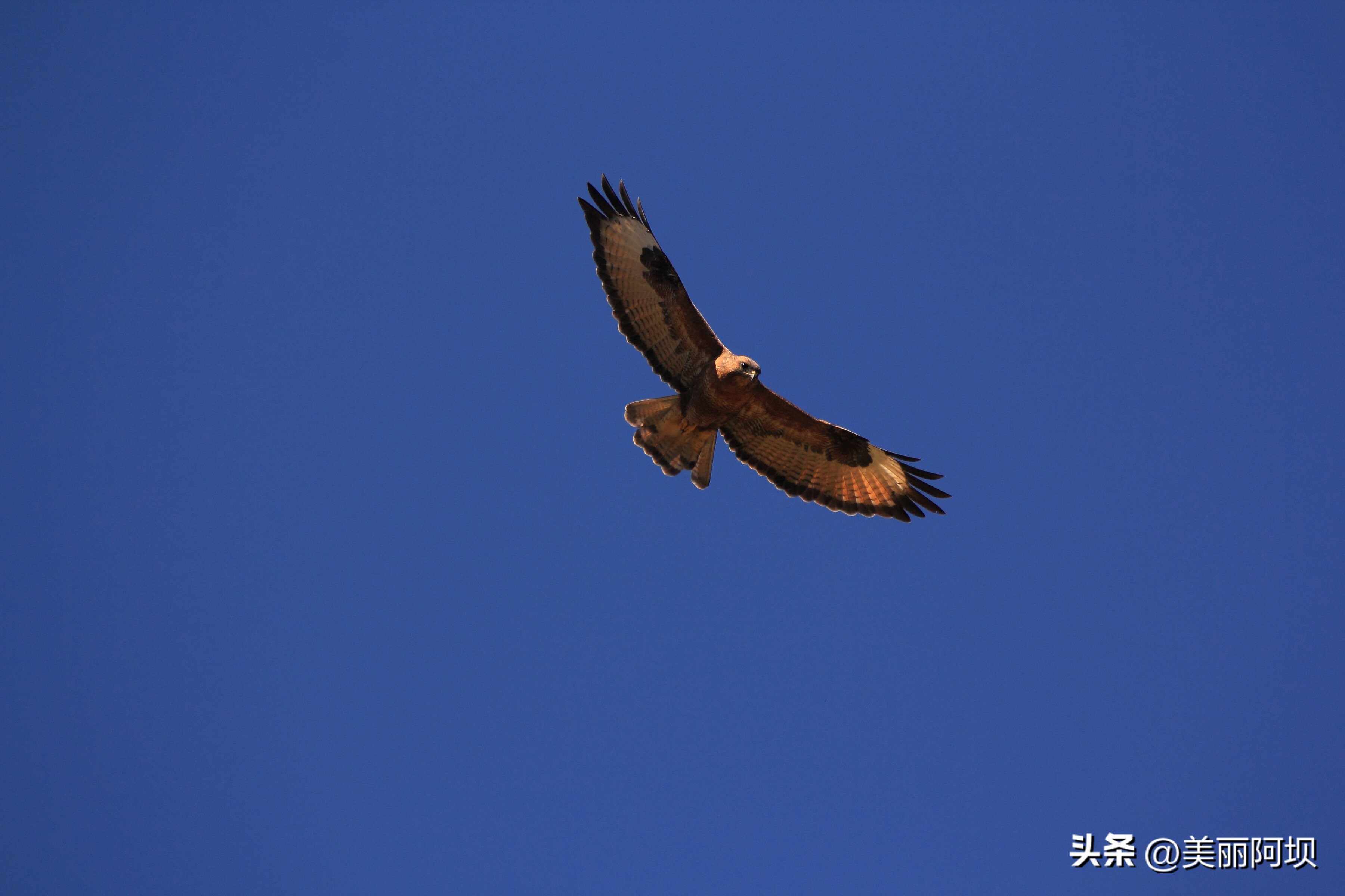 景区推荐附近动物,适合乡村景区动物推荐