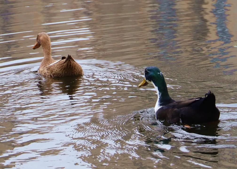 牛津女博士研究百种动物,女博士研究一百多种动物