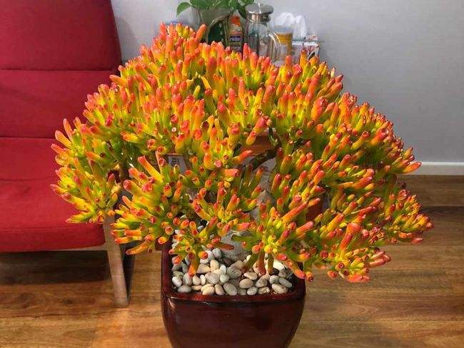 客厅有树十有九富家里养一盆,客厅养树十有九富