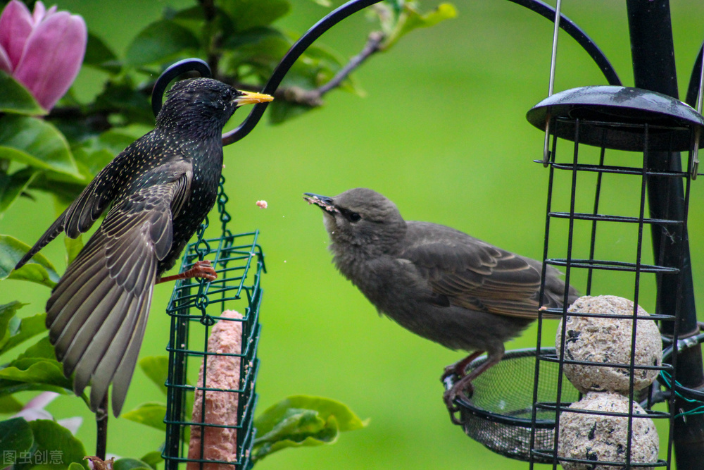 养八哥鸟需要注意什么,八哥鸟饲养视频