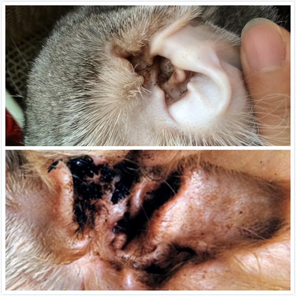 猫不能摸和能摸的部位示意图,18个细节判断猫咪是否健康