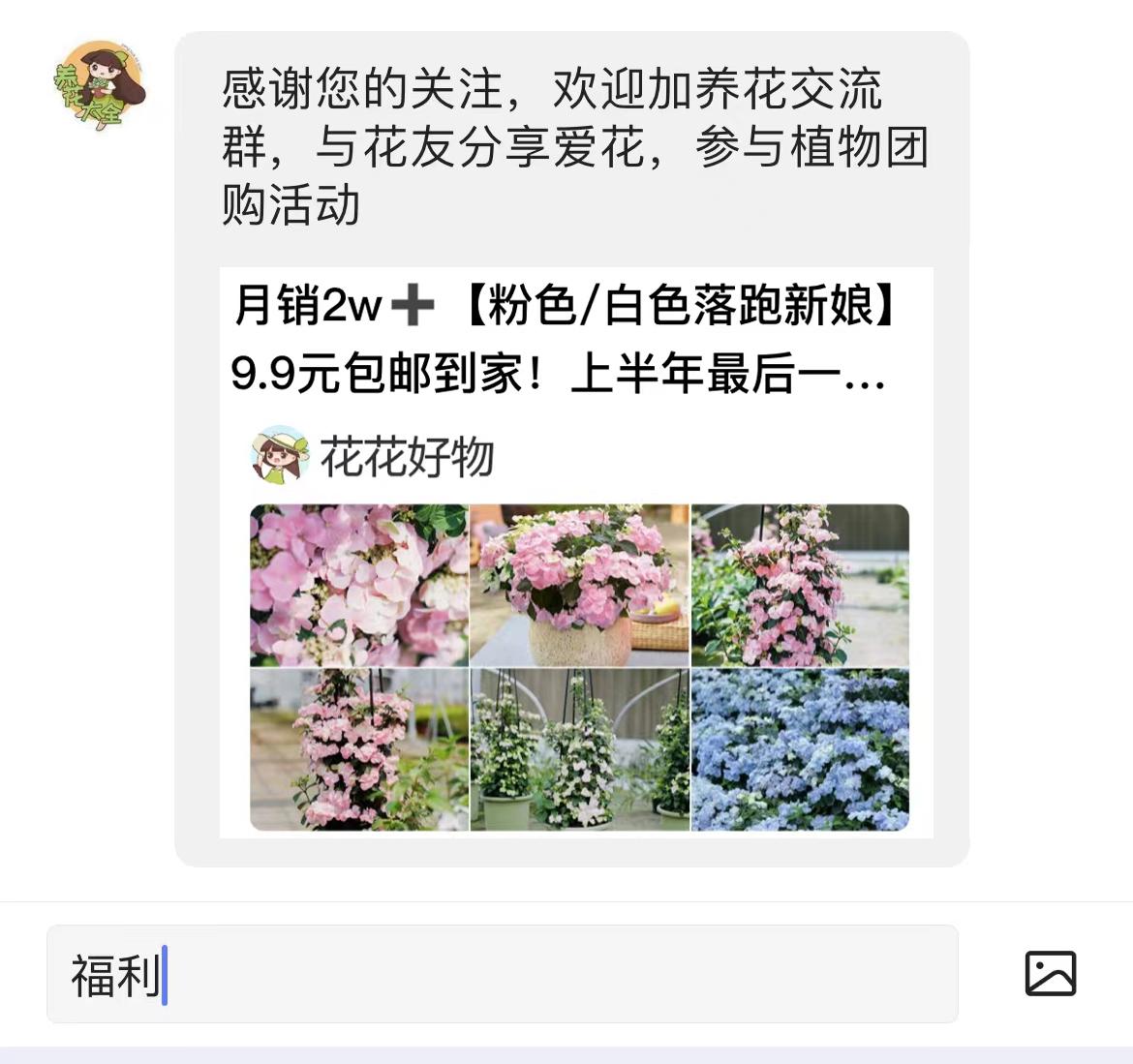 夏季室内适合养什么植物驱蚊虫,蚊虫多适合在室内养什么植物