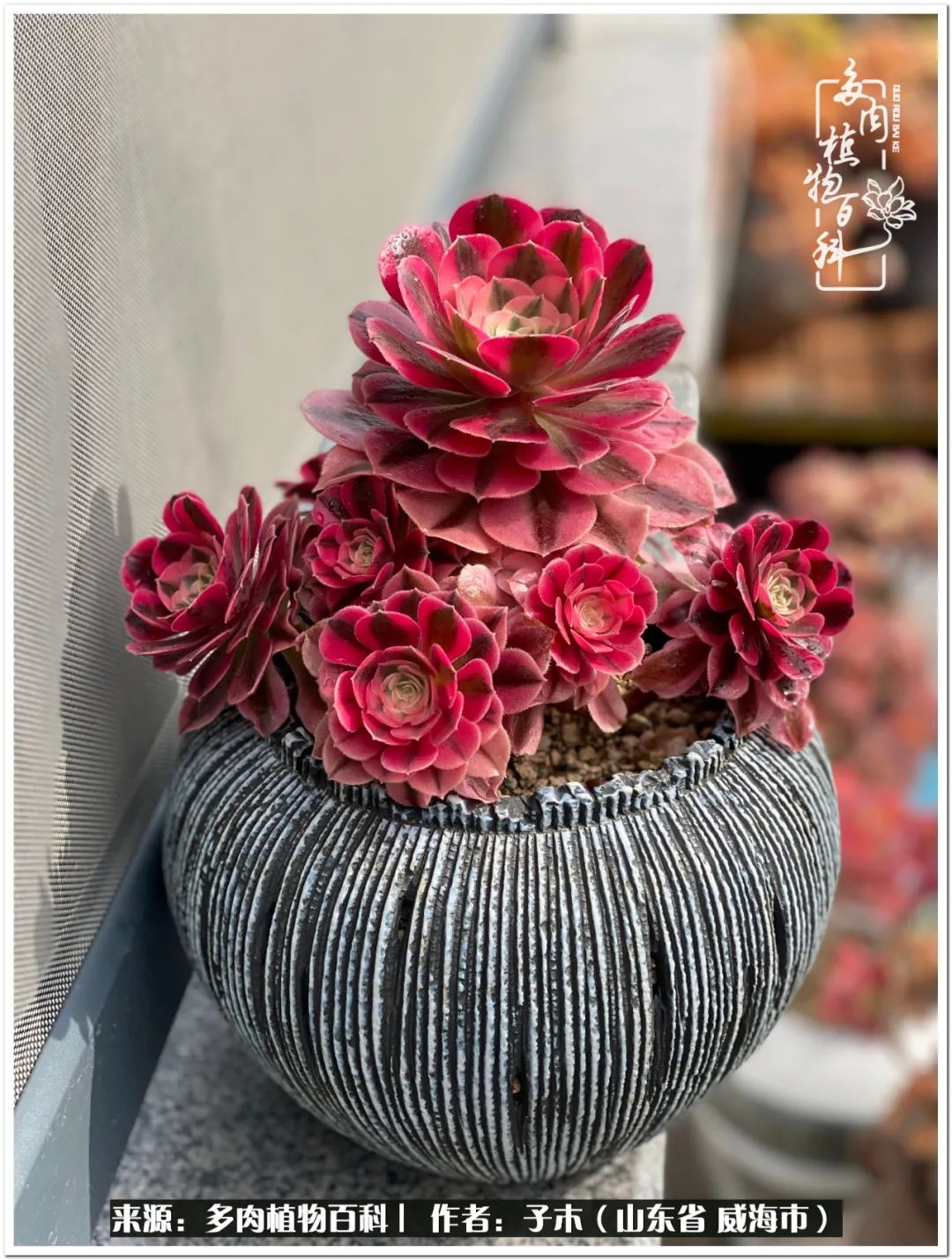 法师多肉成长史,法师多肉新手教程