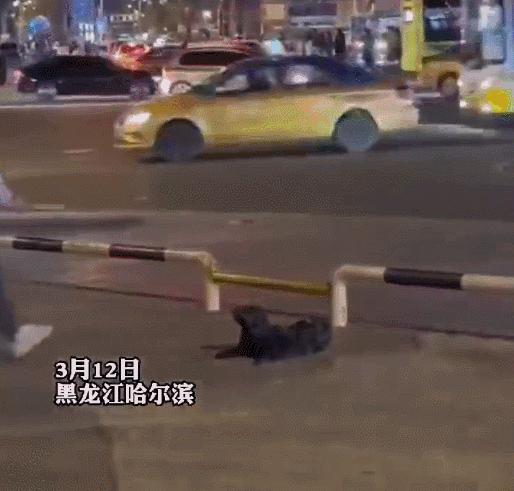 金毛误入地铁站后续,金毛闯地铁