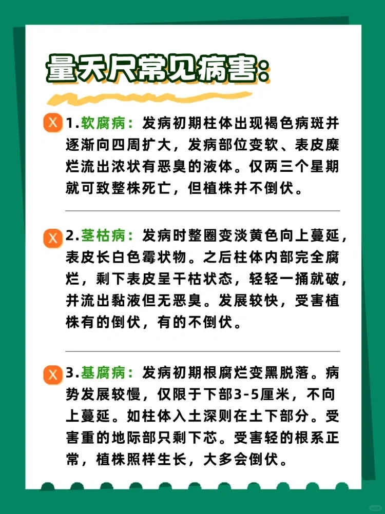 量天尺冬天养护方法,量天尺的寓意及养护