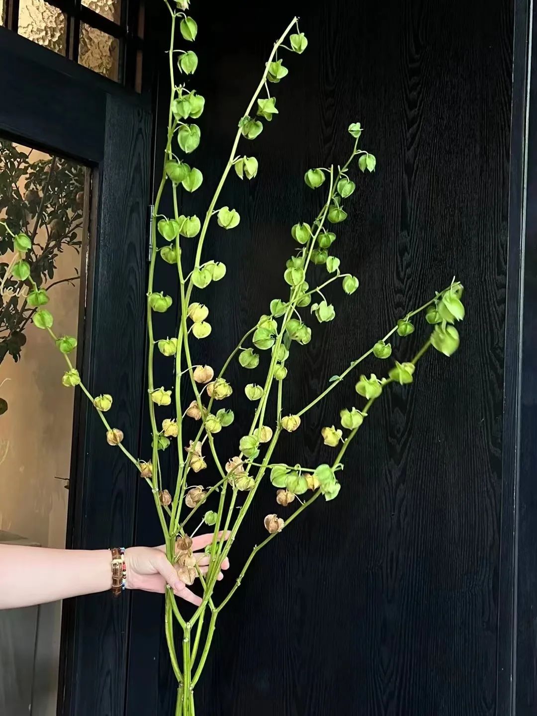 “野生”风格受欢迎——成都30平方米小花店，一年收入250万元