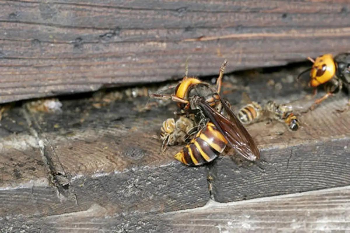 海关查到剧毒蜘蛛,海关查出毒蜘蛛