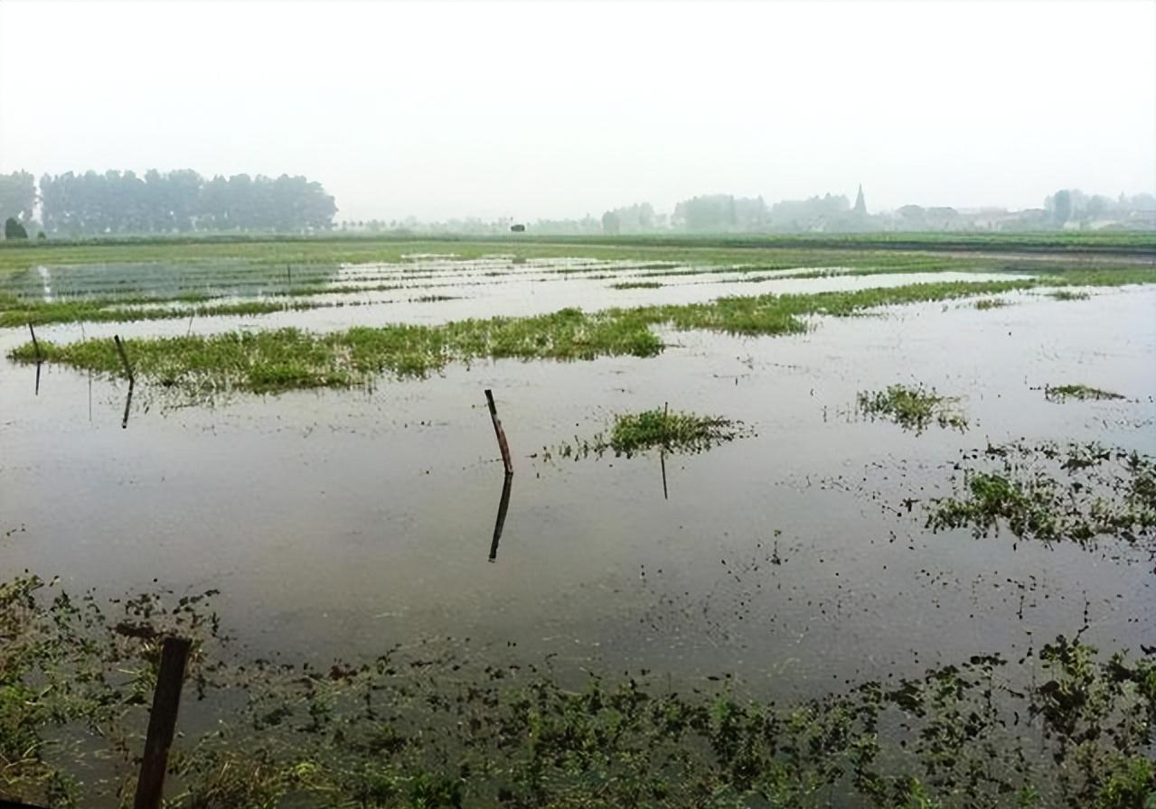 泗洪河蟹养殖用水草,江苏养河蟹技术