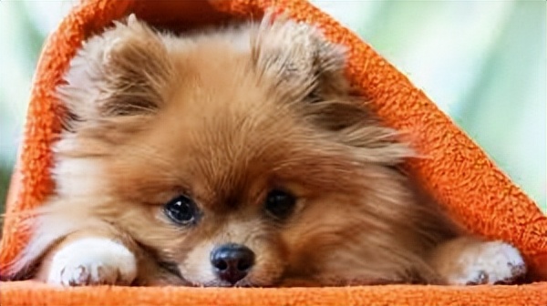 世界上体型最小的犬种排名,世界上最小的犬种是什么犬