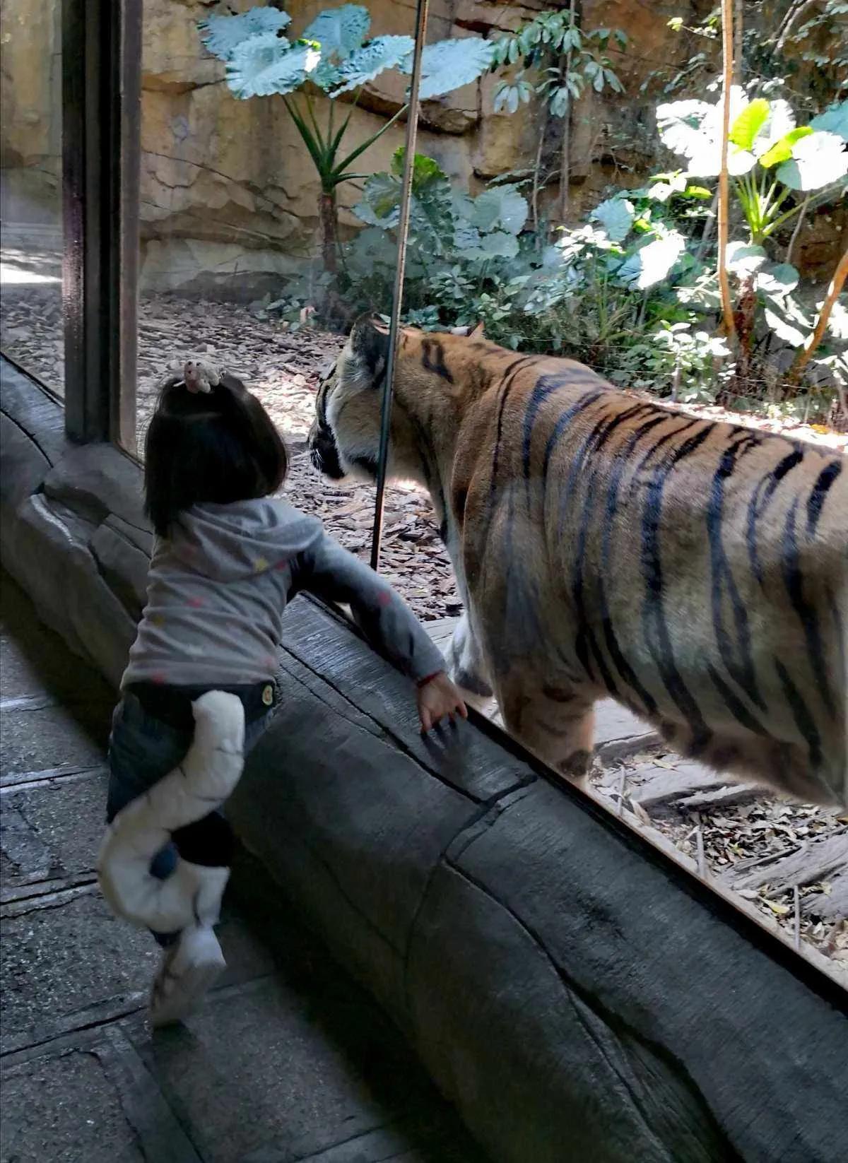 广州长隆野生动物世界有大象吗,广州长隆野生动物世界有多少动物