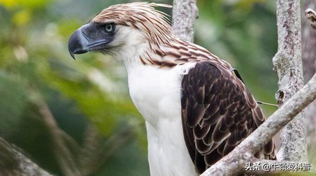 最厉害猛禽是什么鸟,世界十大猛禽实力排名虎雕