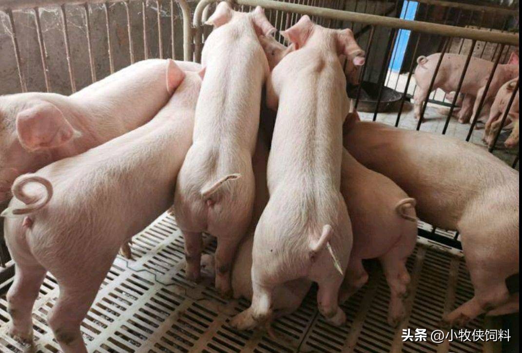 仔猪喘气最快的治疗方法,仔猪呼吸急促用什么药最好