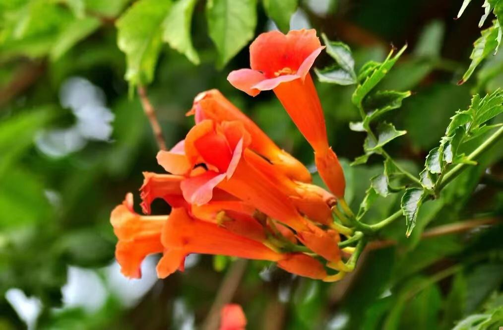 肝癌发烧最好草药,民间抗肝癌草药第一名