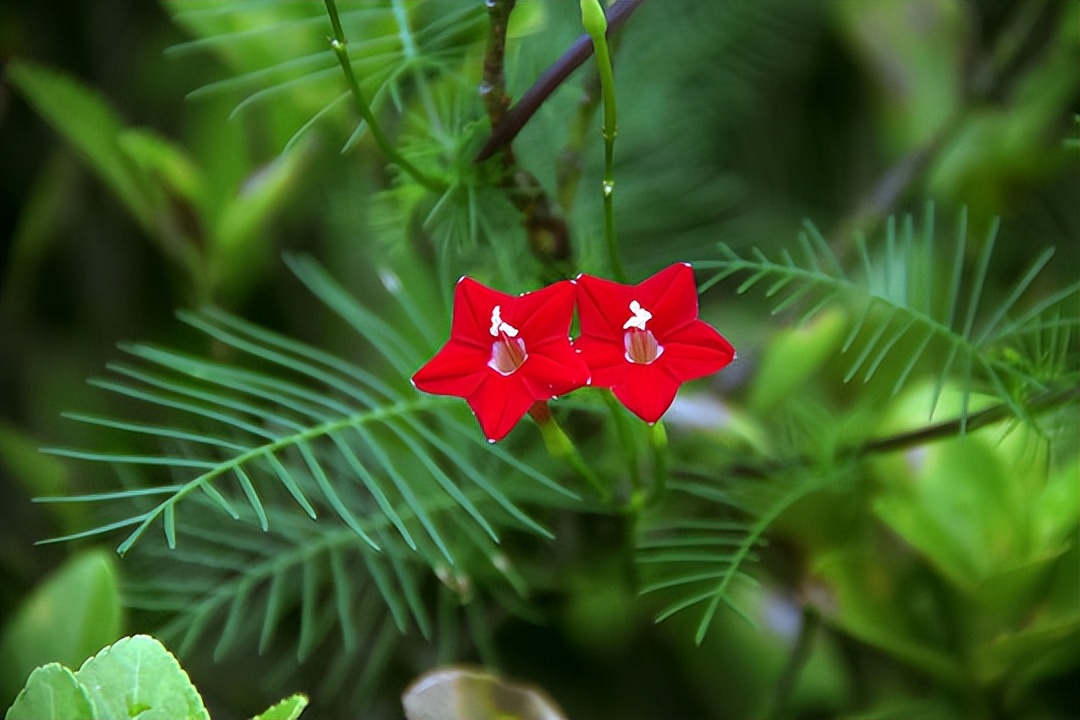 过年期间庭院开的草花,过年庭院开的花有哪些