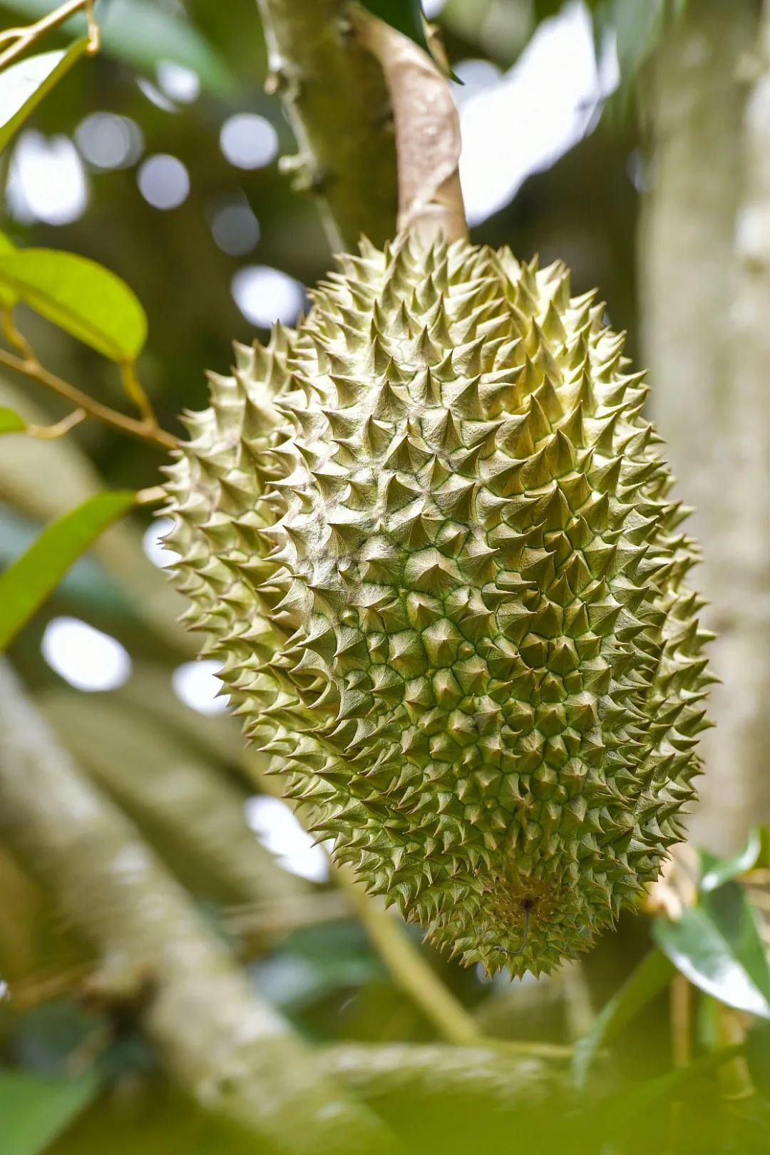 我国四大地理区域水果,中国什么地方热带水果多